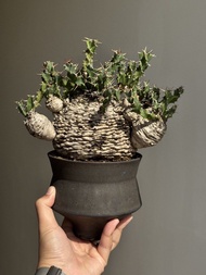 棒麒麟 塊根植物 多肉植物 盆栽