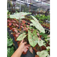 Caladium ' Strawberry Star ' ( Caladium bicolor, Interiorscape/ Indoor Plant )