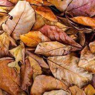 Talisay leaves (10 pcs) best for betta fish