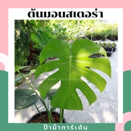 Monstera Plant in Pot, Seed-Grown Type, Large Plant (Max 2 Plants Per Order)