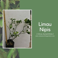 Anak Pokok Limau Nipis (Citrus Aurantifolia)