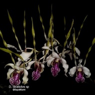 Anggrek Dendrobium Stratiotes Dewasa