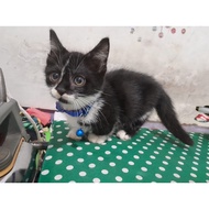 kitten munchkin jantan