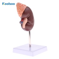 Koolsoo Human Kidney Models, Lifesize Kidney with Adrenal Gland Model, 2 Parts Removable, Medical Te