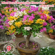 [Sale Flower Seeds] Mixed Colors 9 Kinds of Flower Seeds for Planting Bonsai Plant Seed for Garden &amp; Home Decor Rose Seed Orchids Flower Seed Blossom Real Plants Live Plants Sale Bougainvillea Plants for Sale Flower Seeds Easy To Grow Singapore