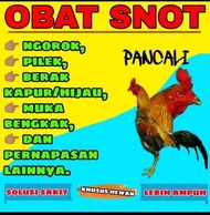 obat ampuh untuk ayam sakit muyungsnot ngorok pilek dan saluran pernafasa. kotoran hijauayam bangkok