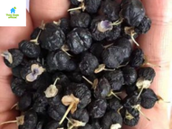 Hắc Kỷ Tử - Kỷ tử đen đẹp da giữ dáng