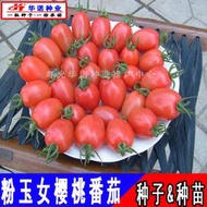 臺灣進口櫻桃粉果小番茄種子 種籽粉玉女聖女果籽口感小西紅柿種籽種苗hn