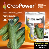 (100 GRAM) Biji Benih Timun DC1119 CROP POWER F1 Hybrid Cucumber Seeds  黄瓜种子 DC 1119