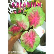 🍃 Caladium : Red Apple 🍃