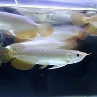 ikan arwana golden red gen HB 39-40cm