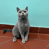 british shorthair kucing