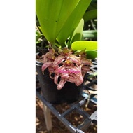 Orchid Bulbophyllum macranthum x beccarii