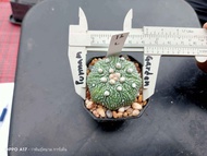 🌵💥แอสโตร คัดหน้าไม้ 💥🌵  Astrophytum asterias  ต้นกระบองเพชร ต้นแคคตัส (แคคตัส กระบองเพชร)