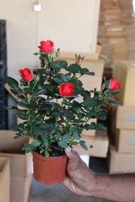 Red Rose - Flower Pot - Farm to Home - Cameron Highland Fresh Flowers