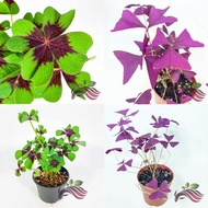 [Outdoor Plant] Lucky Clover 幸运四叶草 Iron Cross Oxalis Oxalis Triangularis by LS Group
