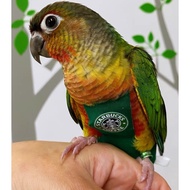Parrot Clothes Diaper Clothes Rope Flight Suit Bird Clothes Customizable