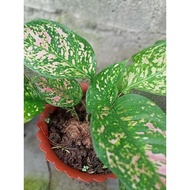 Aglaonema Live plant