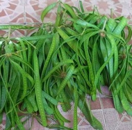 Lamtoro Muda/Petai cina muda (300Gram)