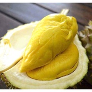 🔥🔥🔥BAJA POKOK DURIAN IOI MUSANG KING D24 DURI HITAM 1000gram ⭐️⭐️⭐️⭐️⭐️