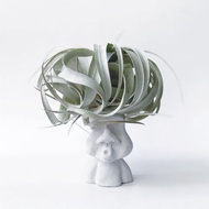 霸王鳳 空氣鳳梨 不含摩艾水泥盆器需另購