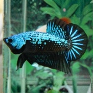 Giant Betta Fish Medicine (3-4cm)