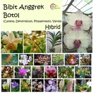 BIBIT BOTOL ANGGREK BULAN DENDROBIUM CATTLEYA VANDA PHALAENOPSIS