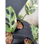 Variegated Monstera Adansonii Aurea