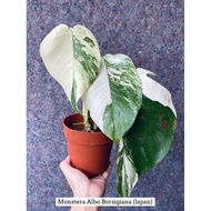Monstera Albo Borsigiana Japan