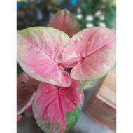 keladi thailand euphoria