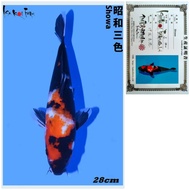 Showa Ikan Koi Import Farm ISA Jepang Ikan Import Showa Koi