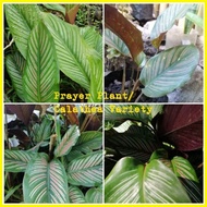 ♧ ❁ ∈ DROPee Online Shop | Prayer Plant - Calathea Ornata | Calathea Variety | Pinstripe