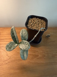 Hoya 毬蘭 灰鬼