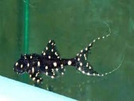 [Livestock] Adonis Pleco | Simply Aquatics | Aquatic Fish | Aquarium |Small Medium Pet Fishes | Live Fish Pets