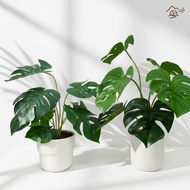 Artificial Plants Monstera (Monstera)