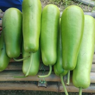 Benih labu air f1 hybrid