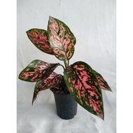 Sindo - Aglaonema Lady Valentine Live Plant DHYEV9341N