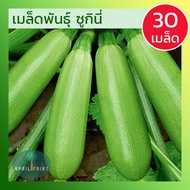 เมล็ดพันธุ์ ซูกินี่ สีเขียว เมล็ดซูกินี่ เมล็ดพันธุ์ซูกินี่ เมล็ดซูกินีเขียว Green Zucchini Seeds พั