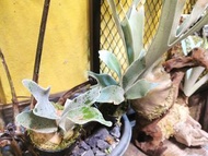 Celso Tatsuta 賽爾索鹿角蕨