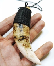 TARING HARIMAU SUMATRA ASLI PANJANG 8 CM COLECTOR ITEM