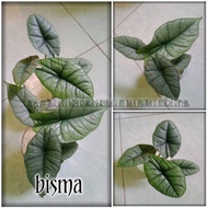 Alocasia bisma