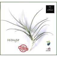 Air Plant Tillandsia Wonga Ionantha Airplant 空气草 空气凤梨 无土植物