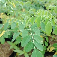 Moringa Tree Seedlings - Moringa Leaves - Moringa Plants - Natural Cheap Herbal Medicine203 ready ak