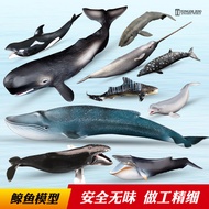 T Tongde Whale Model Sea Animal Toy Children Simulation Beluga Blue Whale Head Whale Killer Whale Sp