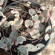 string of heart variegata