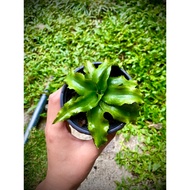 Cryptanthus Acaulis Earth Star  (Green Cryptanthus)