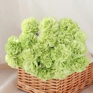 Carnation Green - Fresh Flowers Arrangement Online Flower Delivery Flower Decoration