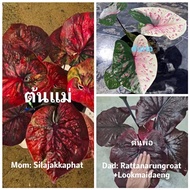 Mom: Silajakkaphat Dad:Rattanarungroat Lookmaidaeng Biji Benih Keladi Thailand I Caladium Thailand Seed I泰国彩芋叶种子