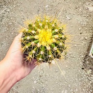 Chinese Barrel Cactus Live Plant