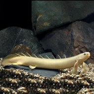 IKAN PALMAS / NAGA AIR TAWAR / IKAN PREDATOR / IKAN HIAS AQUASCAPE
